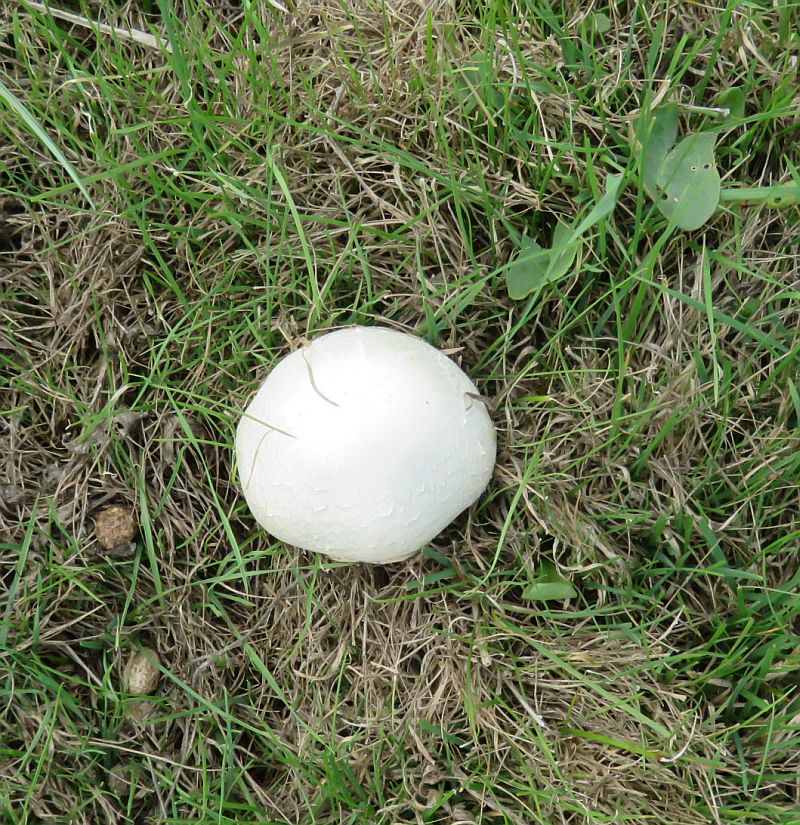  Field Mushroom 